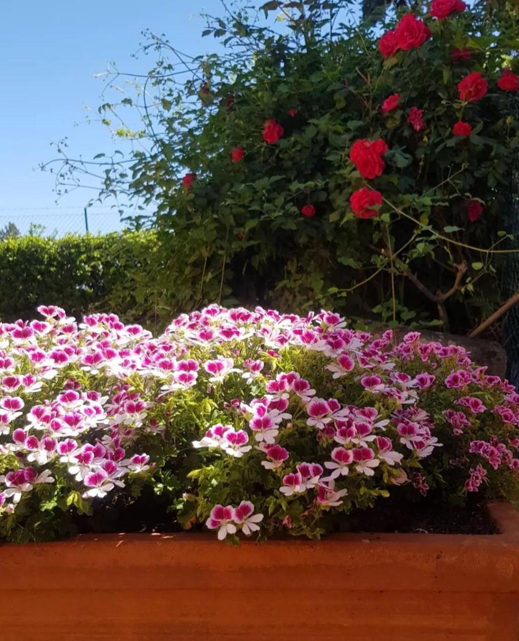 Ginevra Casa Vacanze Panzano in Chianti Buitenkant foto